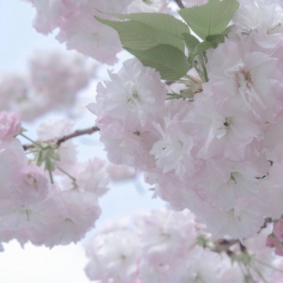 泰顺FurryQQ群介绍